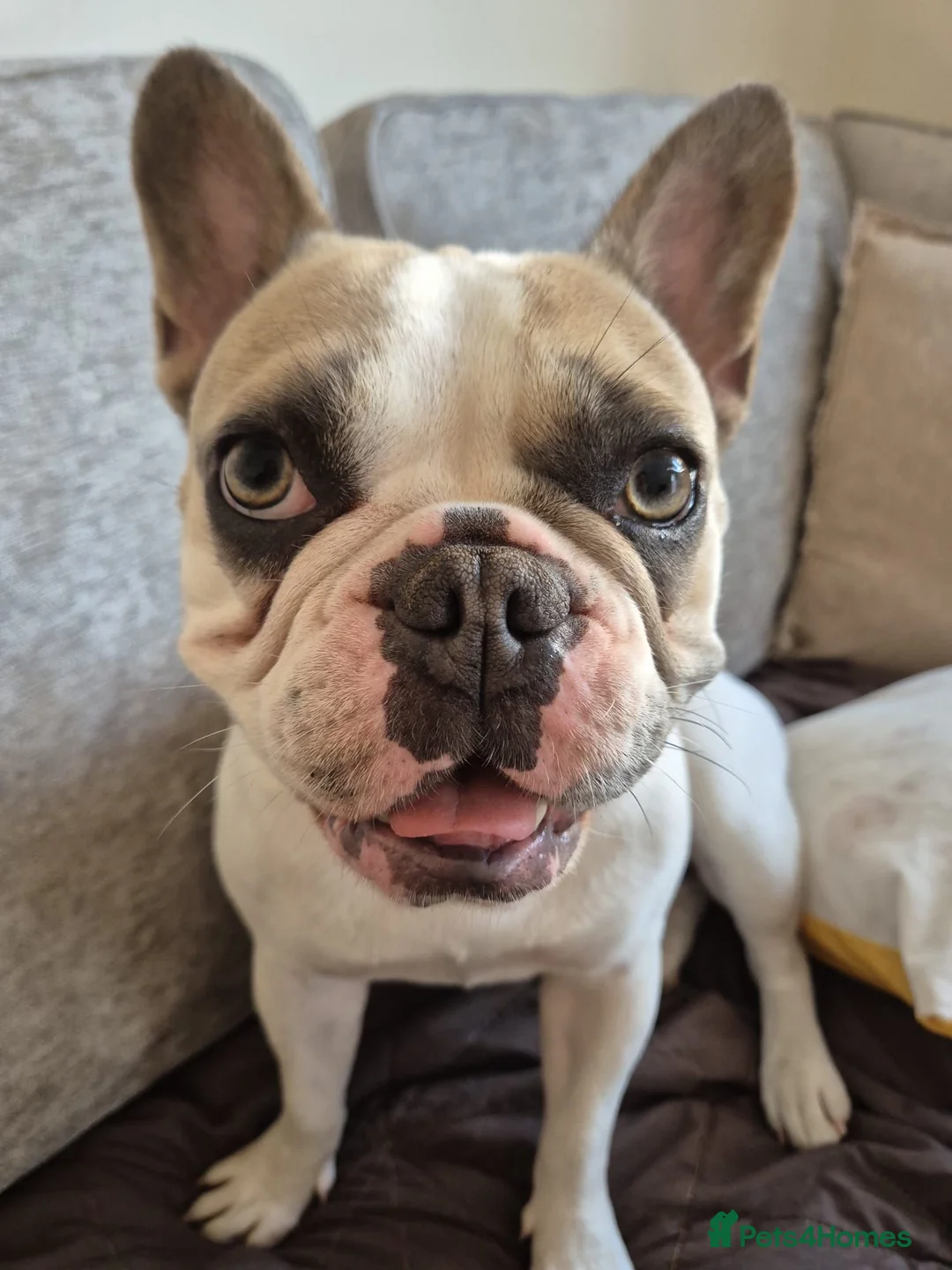 French Bulldog dogs for sale: Beautiful French Bulldog  - Advert 1