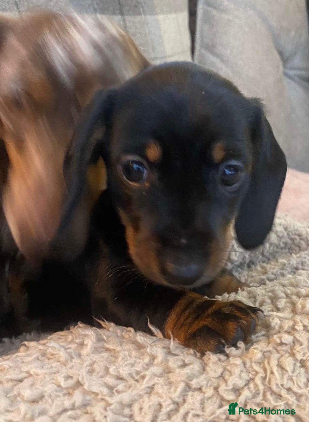 Miniature Dachshund dogs for sale: One beautiful Beautiful girl left  💜🐶  - Image 12