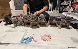 French Bulldog dogs for stud: Outstanding Stud Rocco 🦍💙 - Image 5