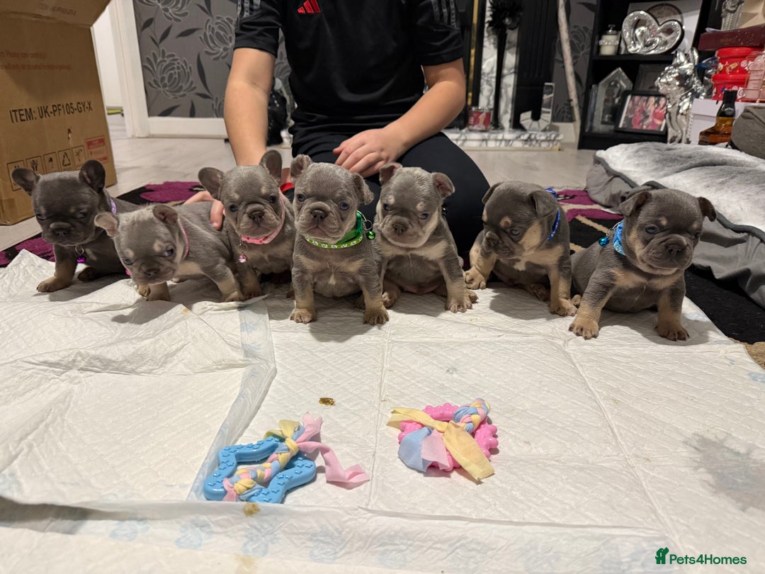 French Bulldog dogs for stud: Outstanding Stud Rocco 🦍💙 - Image 5