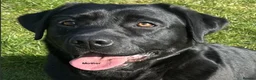 Labrador Retriever dogs for sale: Black Purebred Pedigree Show Line look Labradors - Advert 10