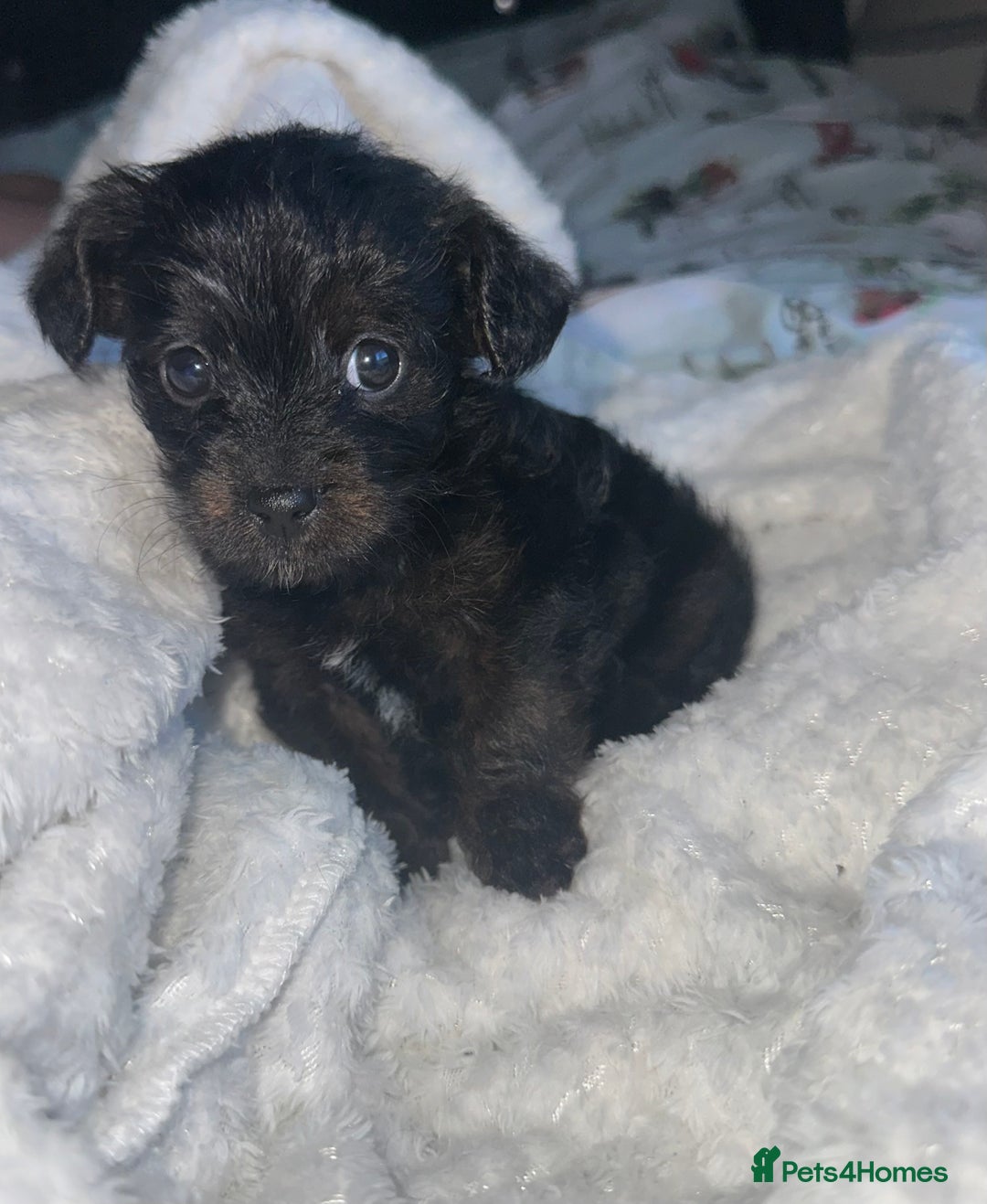 Mixed Breed dogs for sale: Yorkiepoo - Advert 1