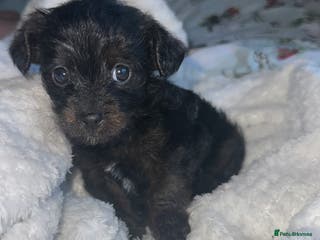Mixed Breed dogs Yorkiepoo - Advert 1