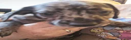 Mixed Breed dogs for sale: 🐾 3 gorgeous Miniature French Weiner puppies 🐾  - Advert 8