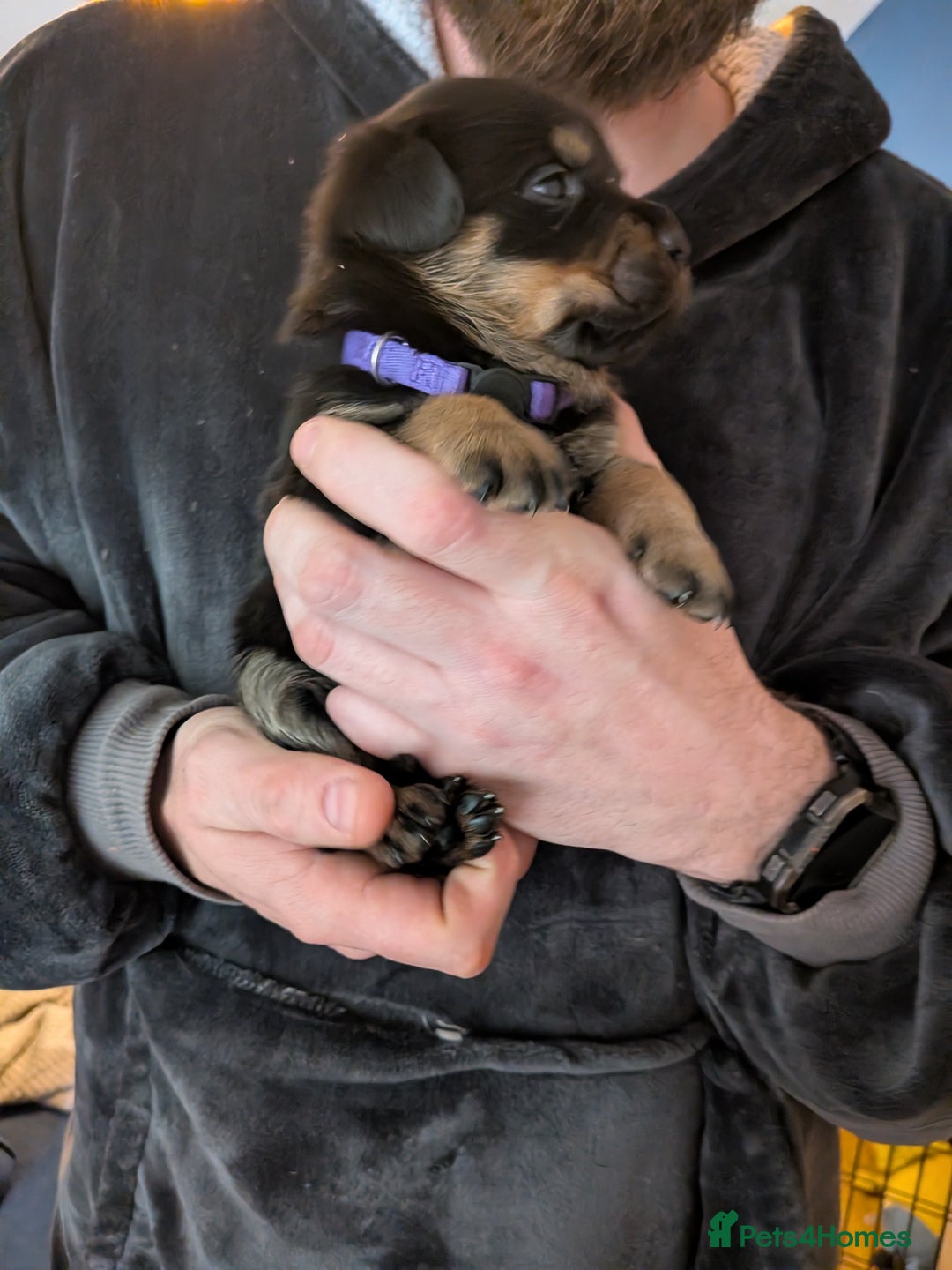 Rottweiler dogs for sale: ⭐ Rottweiler ⭐ - Advert 31