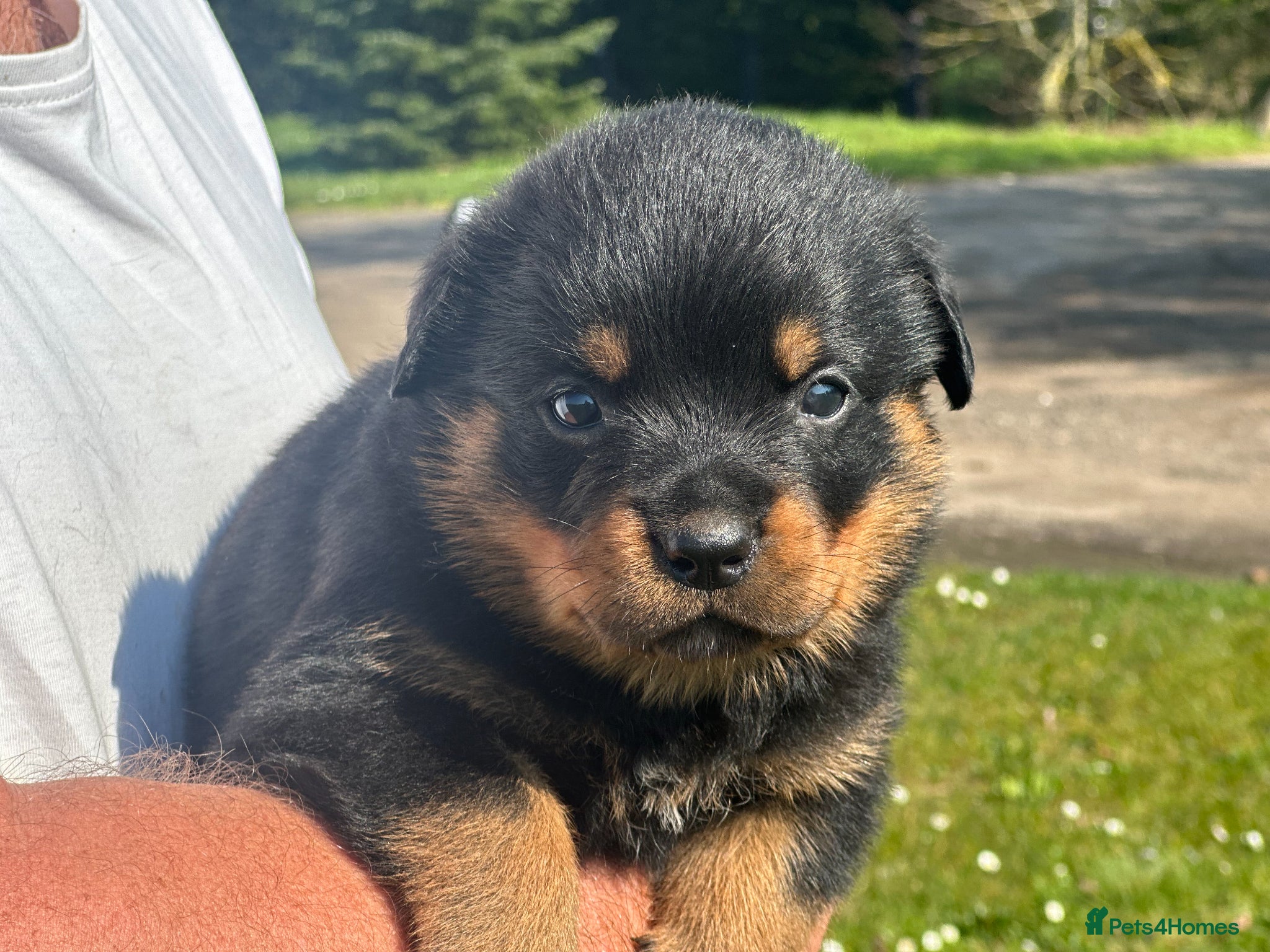 Rottweiler dogs KC registered rottweiler puppies - Advert 7