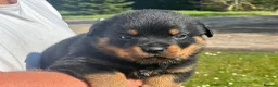 Rottweiler dogs for sale: KC registered rottweiler puppies - Advert 17