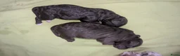 Cockapoo dogs for sale: Rare breed of cocktail Pasties, F1B Cockerpoos - Advert 15