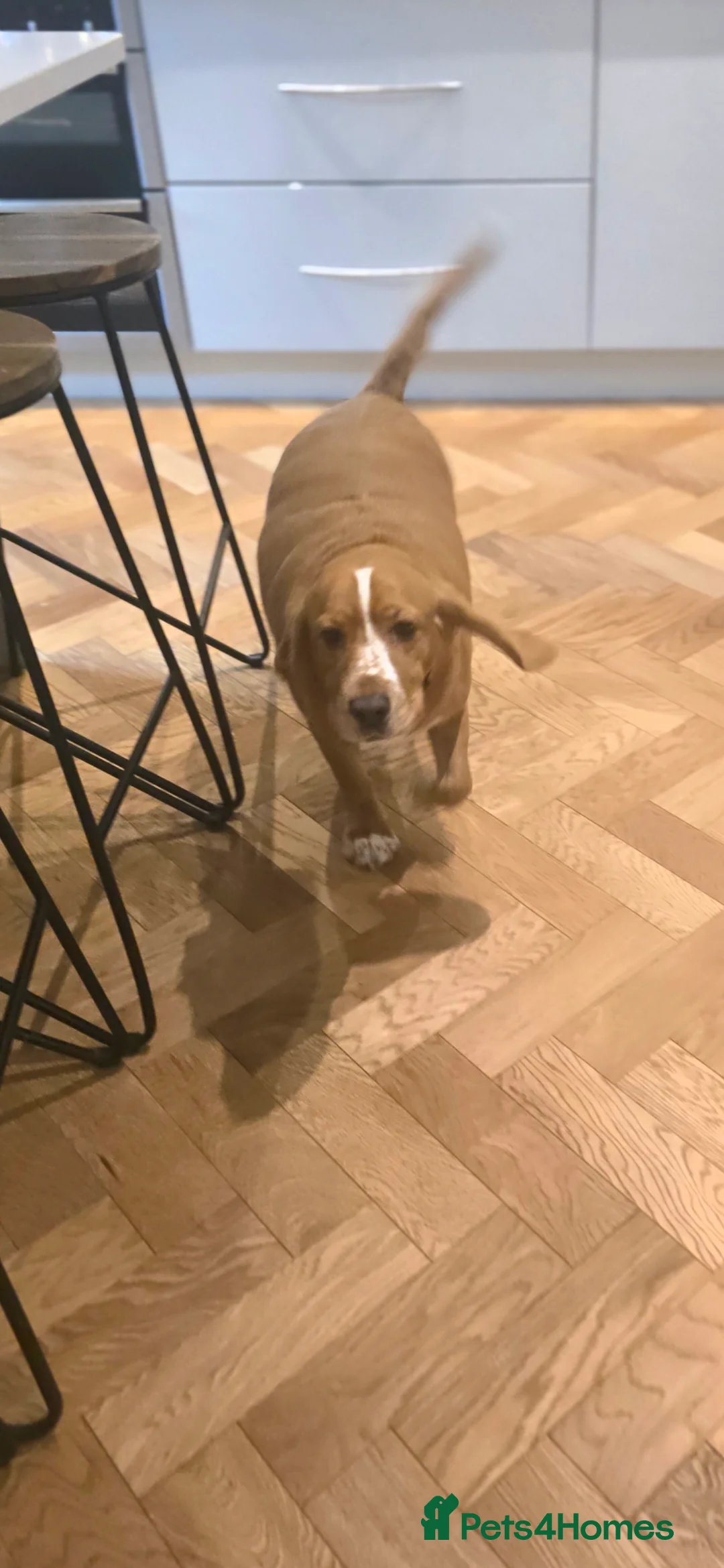 Bocker dogs for sale: Alan the Bocker - Advert 5