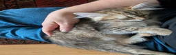 Siberian cats for sale: Siberian tortie tabby girl, GCCF registered  - Advert 2