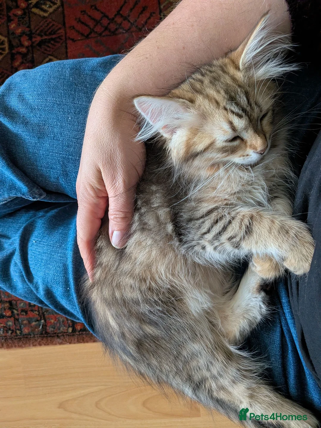 Siberian cats for sale: Siberian tortie tabby girl, GCCF registered  - Advert 2