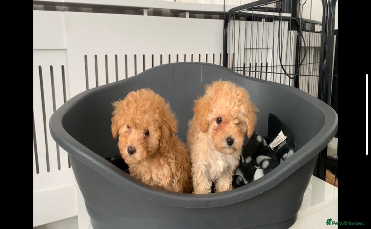 Poochon dogs - Advert 7