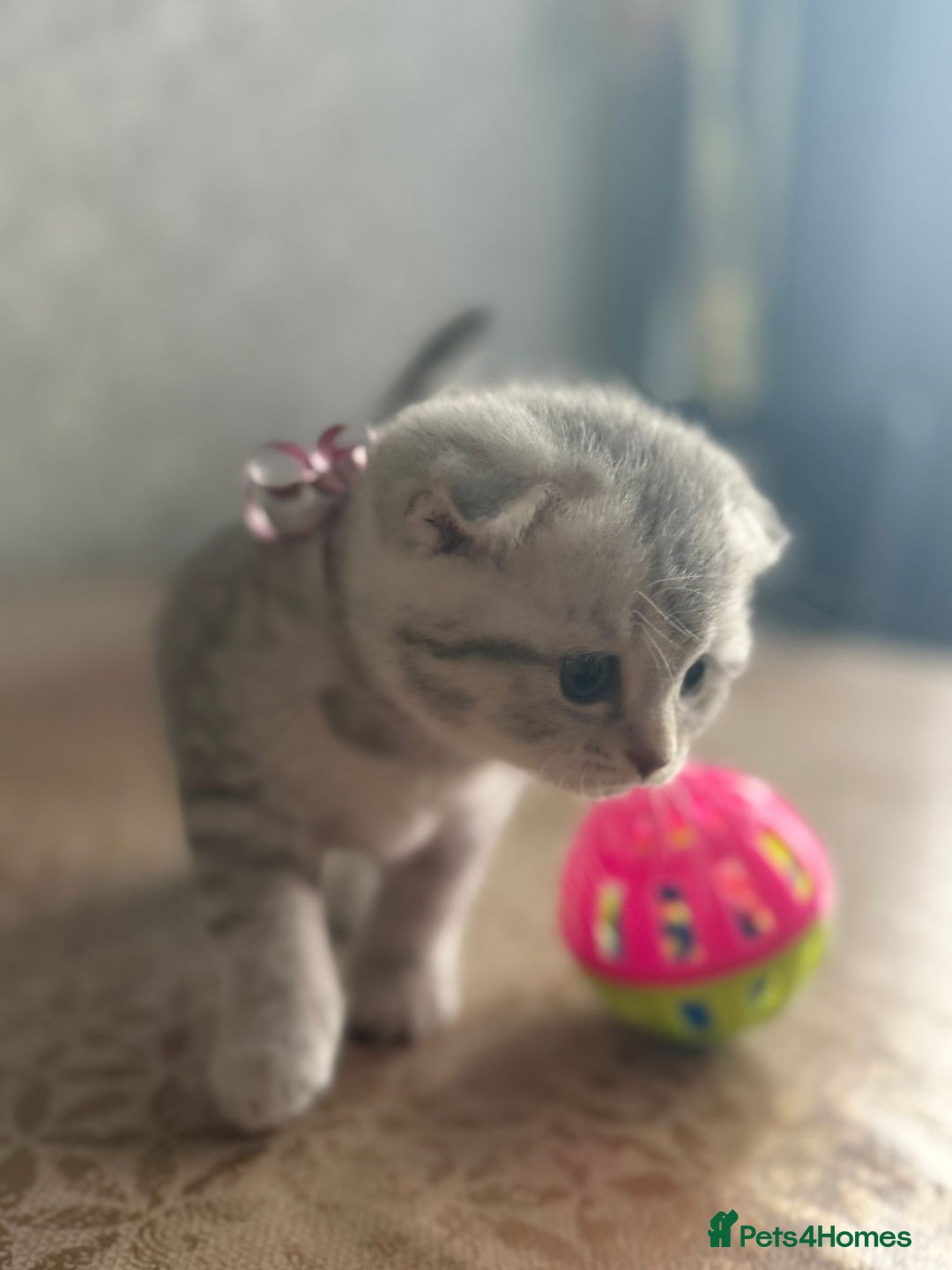 Scottish Fold cats for sale: Adorable Scottish fold silver kittens  - Image 9