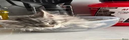 Maine Coon cats for sale: Main coon male sable tabby  in Widnes - Advert 11