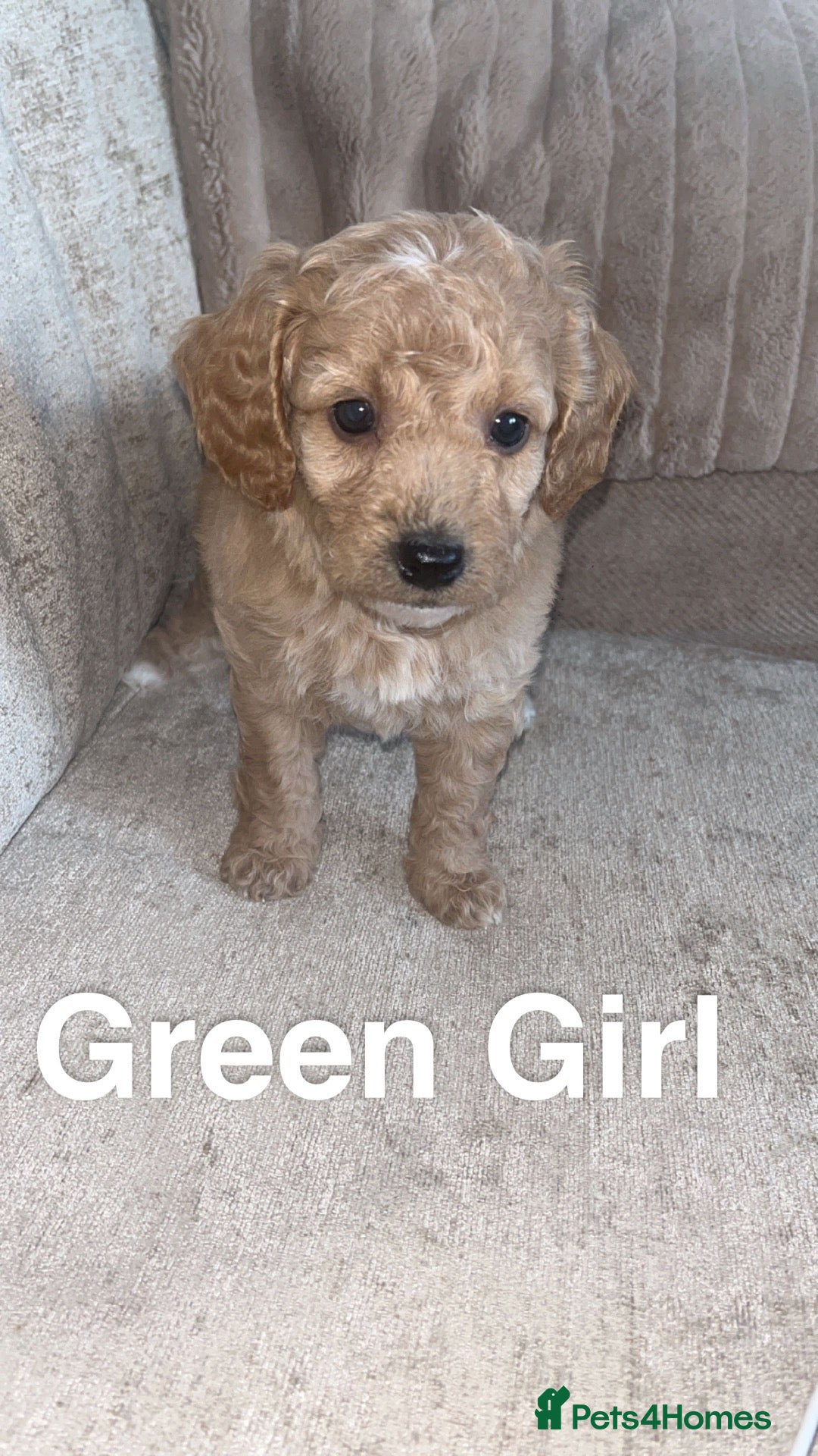 Cockapoo dogs Red Cockerpoo Puppies - Advert 1