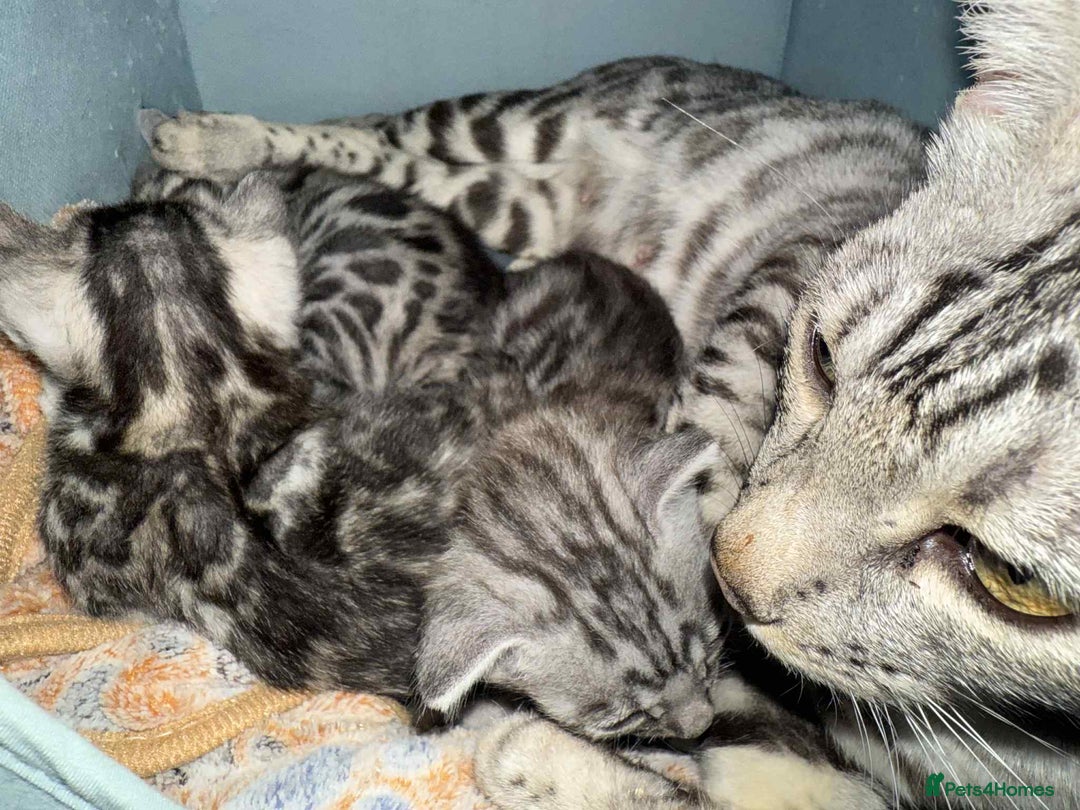 Bengal cats for sale: Beautiful Silver Bengal female - Tica optional  - Image 15