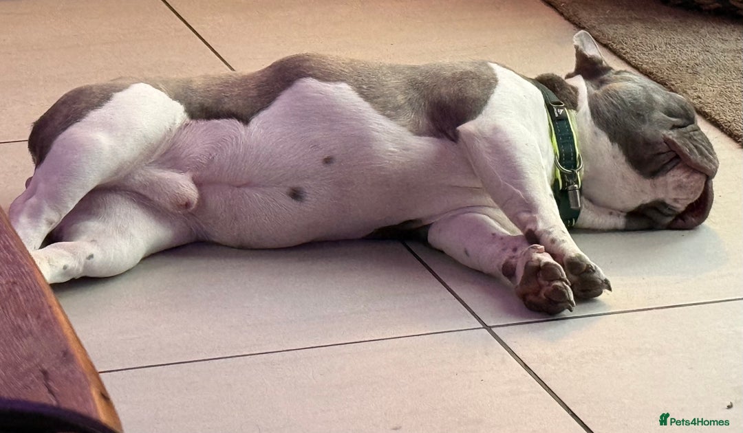 French Bulldog dogs for sale: Urgent French Bulldog 8 months lovely character - Advert 5