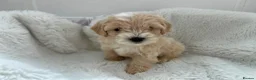 Maltipoo dogs for sale: Adorable Maltipoo Puppies  - Advert 5