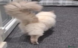 Ragdoll cats for sale: LAST REMAINING RAGDOLL - Female - ready now in Mexborough - Image 10