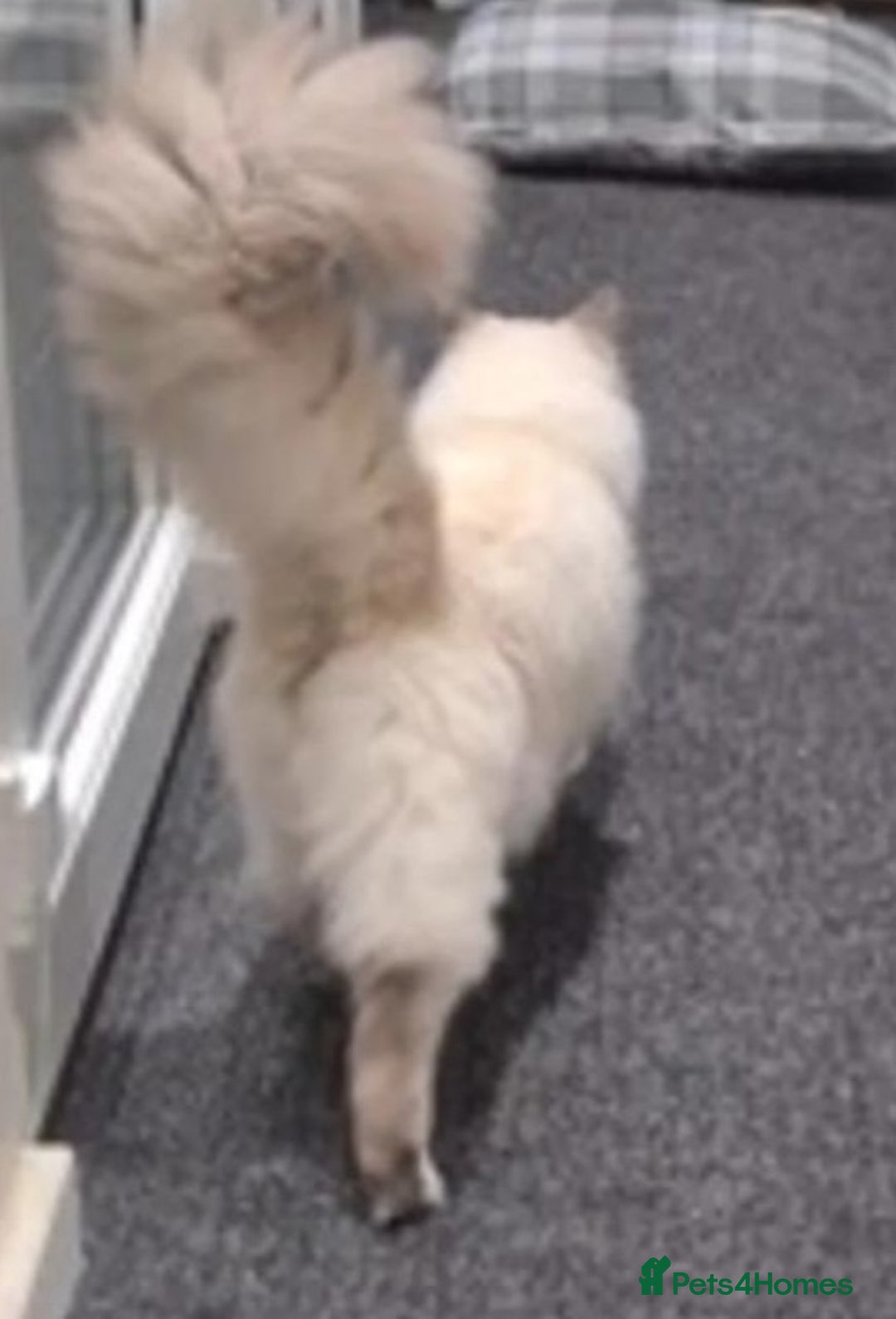 Ragdoll cats for sale: LAST REMAINING RAGDOLL - Female - ready now in Mexborough - Image 10