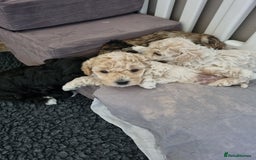 Maltipoo dogs for sale: Rare F2 Toy Maltipoos, DNA Clear + Basic Training - Image 34