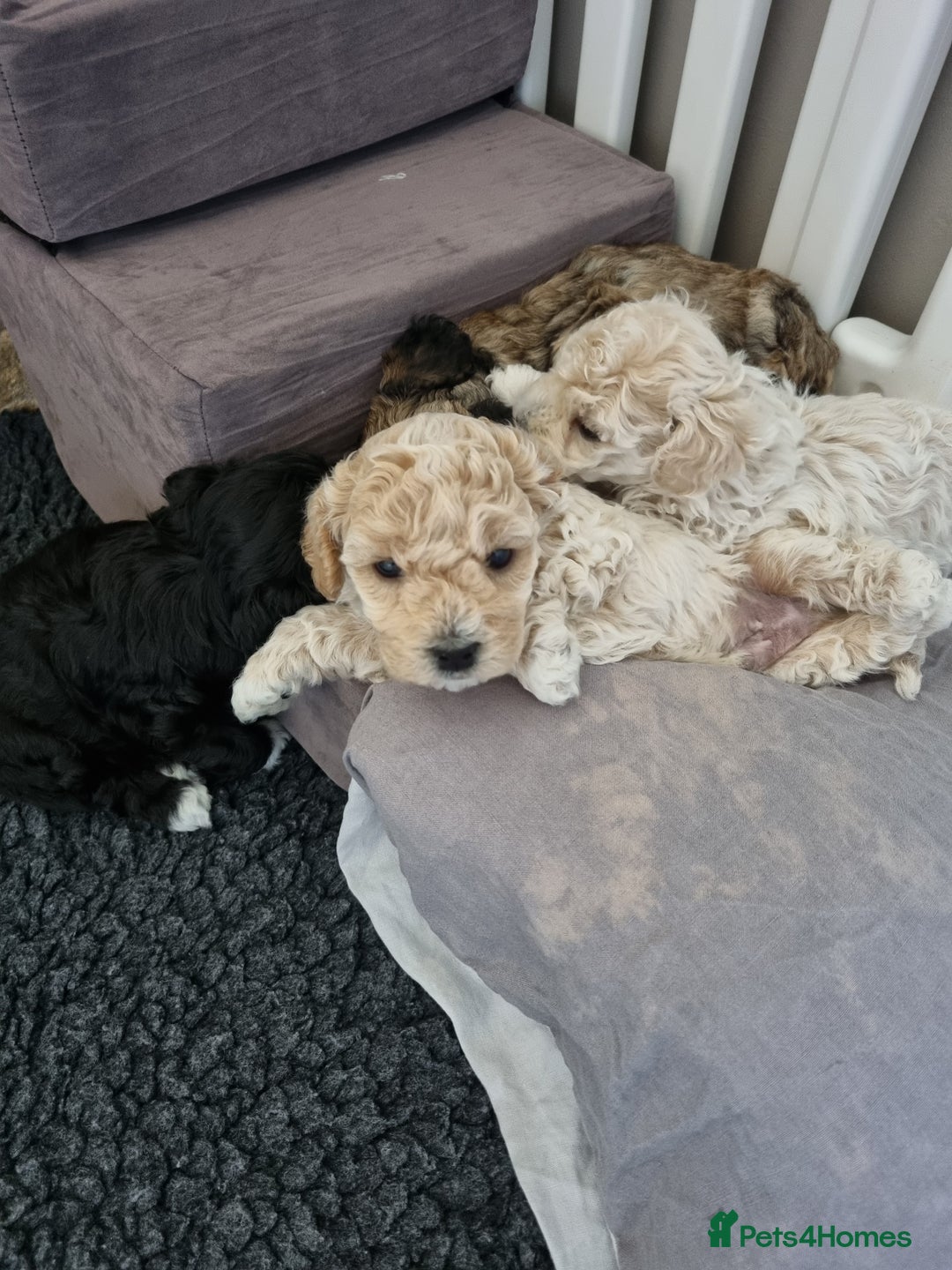 Maltipoo dogs for sale: Rare F2 Toy Maltipoos, DNA Clear + Basic Training - Image 34
