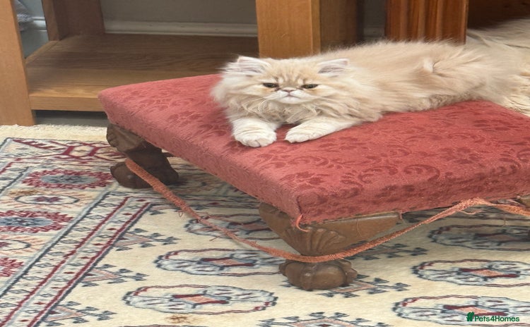 Persian cats - Advert 1