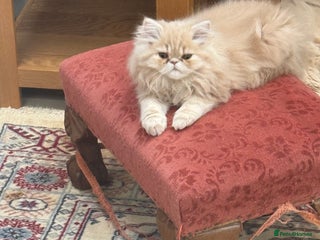 Persian cats - Advert 4