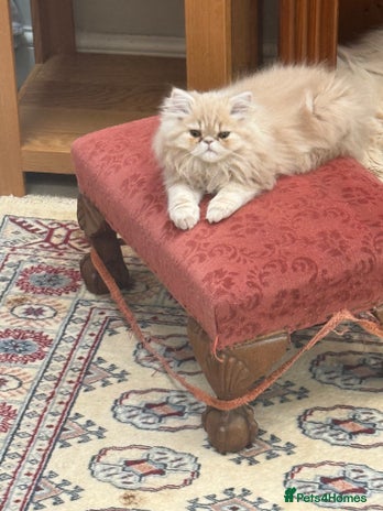 Persian cats - Advert 3