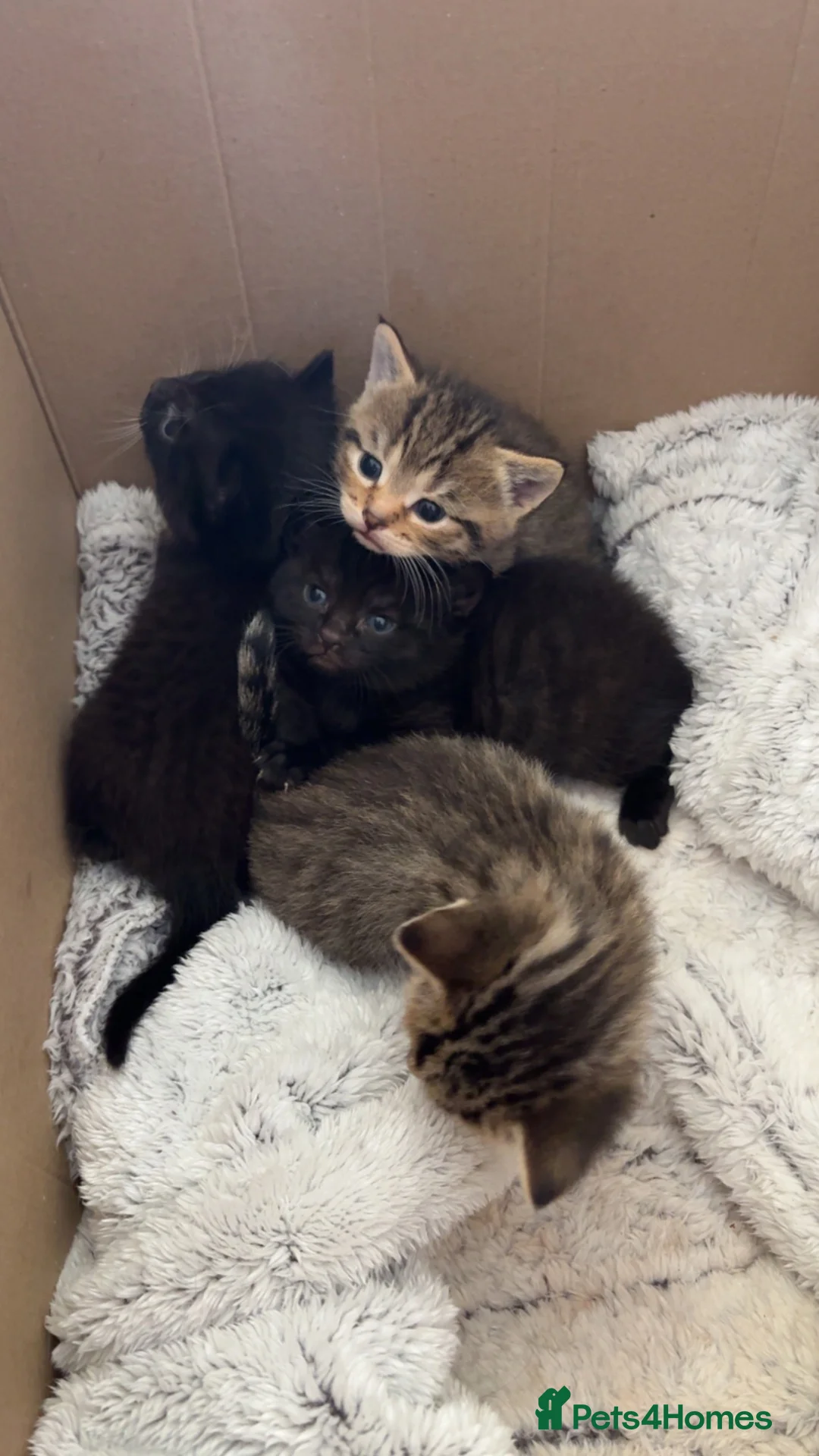 Mixed Breed cats for sale: 4 kittens available  in Haverfordwest - Advert 2