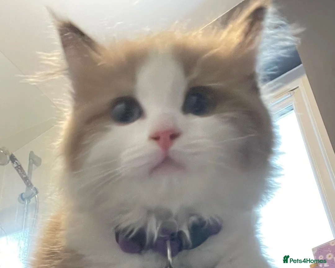 Ragdoll cats for sale: Seal mink bicolour ragdoll  - Advert 3