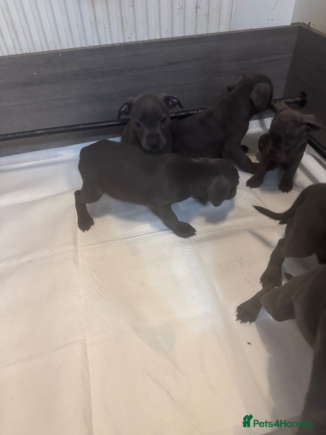 Staffordshire Bull Terrier dogs for sale: 5 boys and 2 girl KC reg staff puppy for sale  - Advert 2