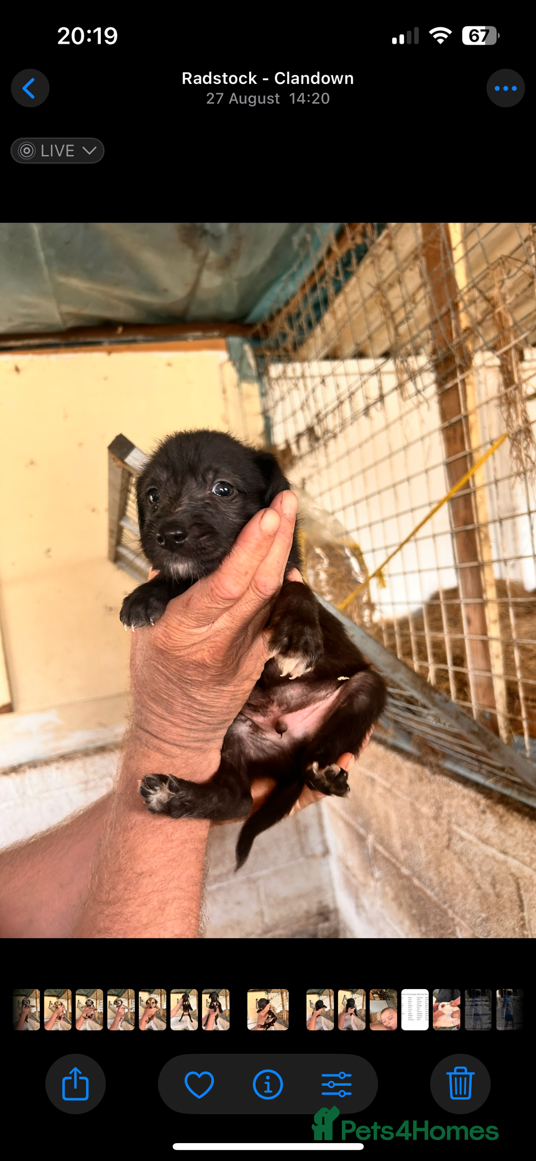 Mixed Breed dogs for sale: 10 Bedlington Whippet Puppies - 6 DOGS 4 BITCHES - Image 23