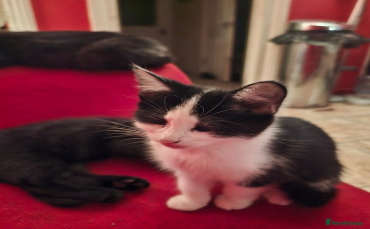 Mixed Breed cats - Advert 3