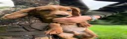Cocker Spaniel dogs for sale: Fullyhealth tested red male working cocker spaniel in Kinross - Advert 10