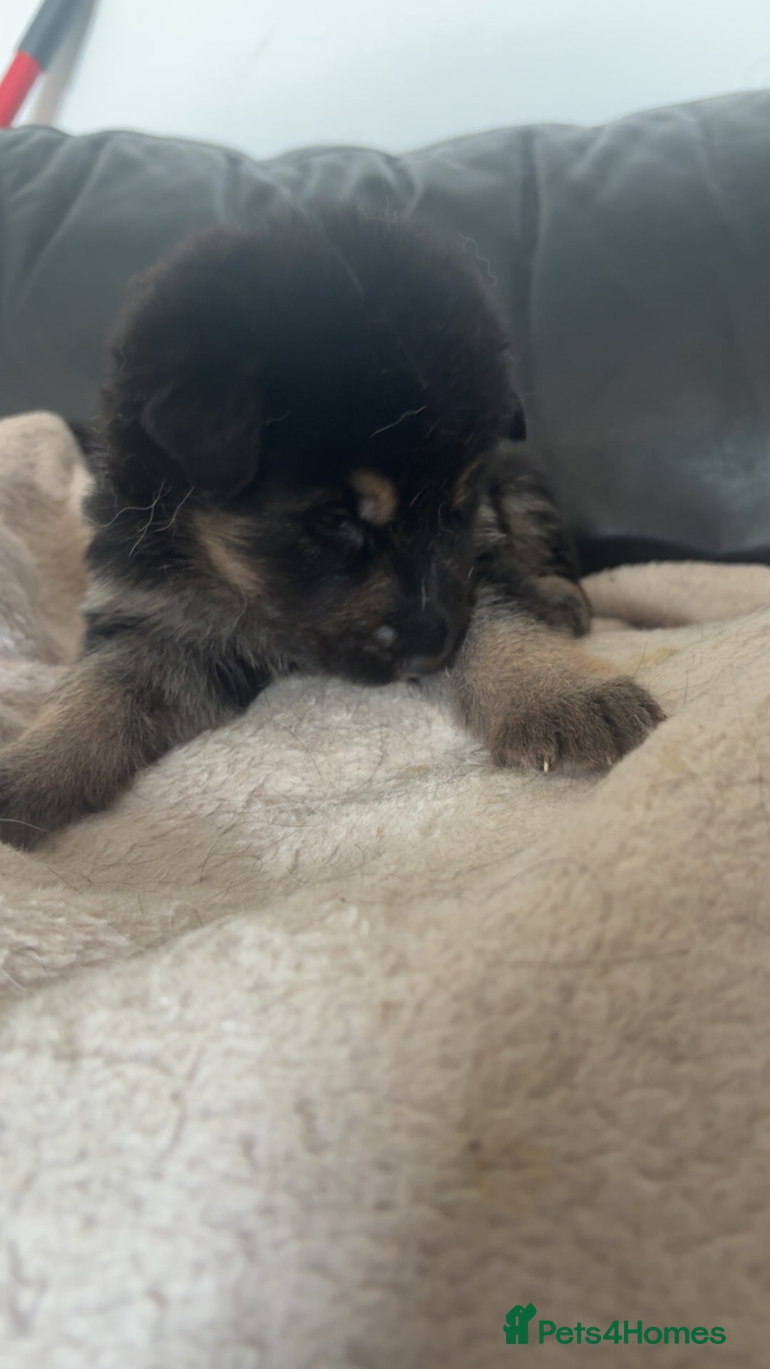 German Shepherd dogs for sale: German shepherd pups - Image 14