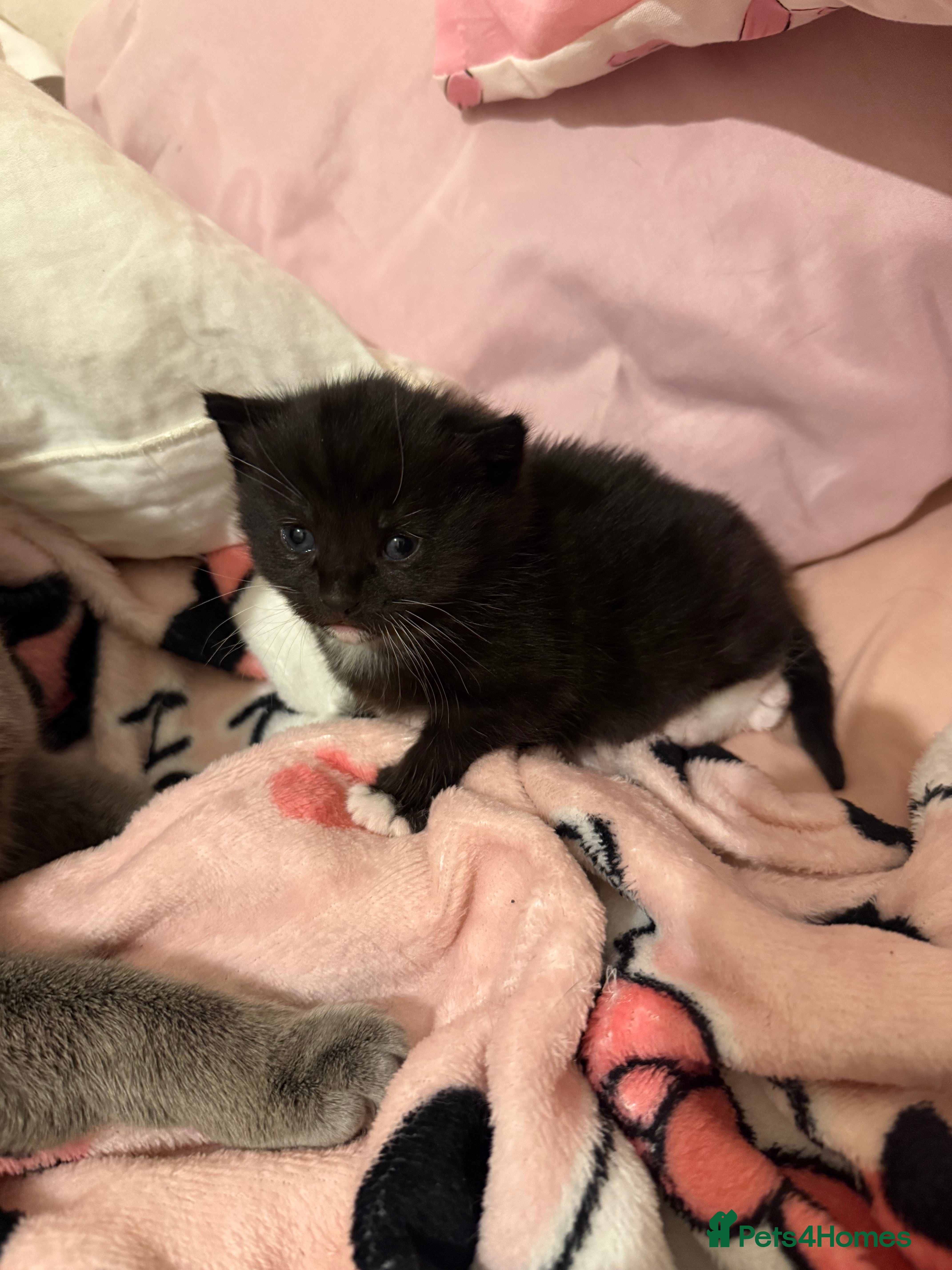 Mixed Breed cats Russian blue x tabby  - Advert 2