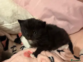 Mixed Breed cats Russian blue x tabby - Advert 3