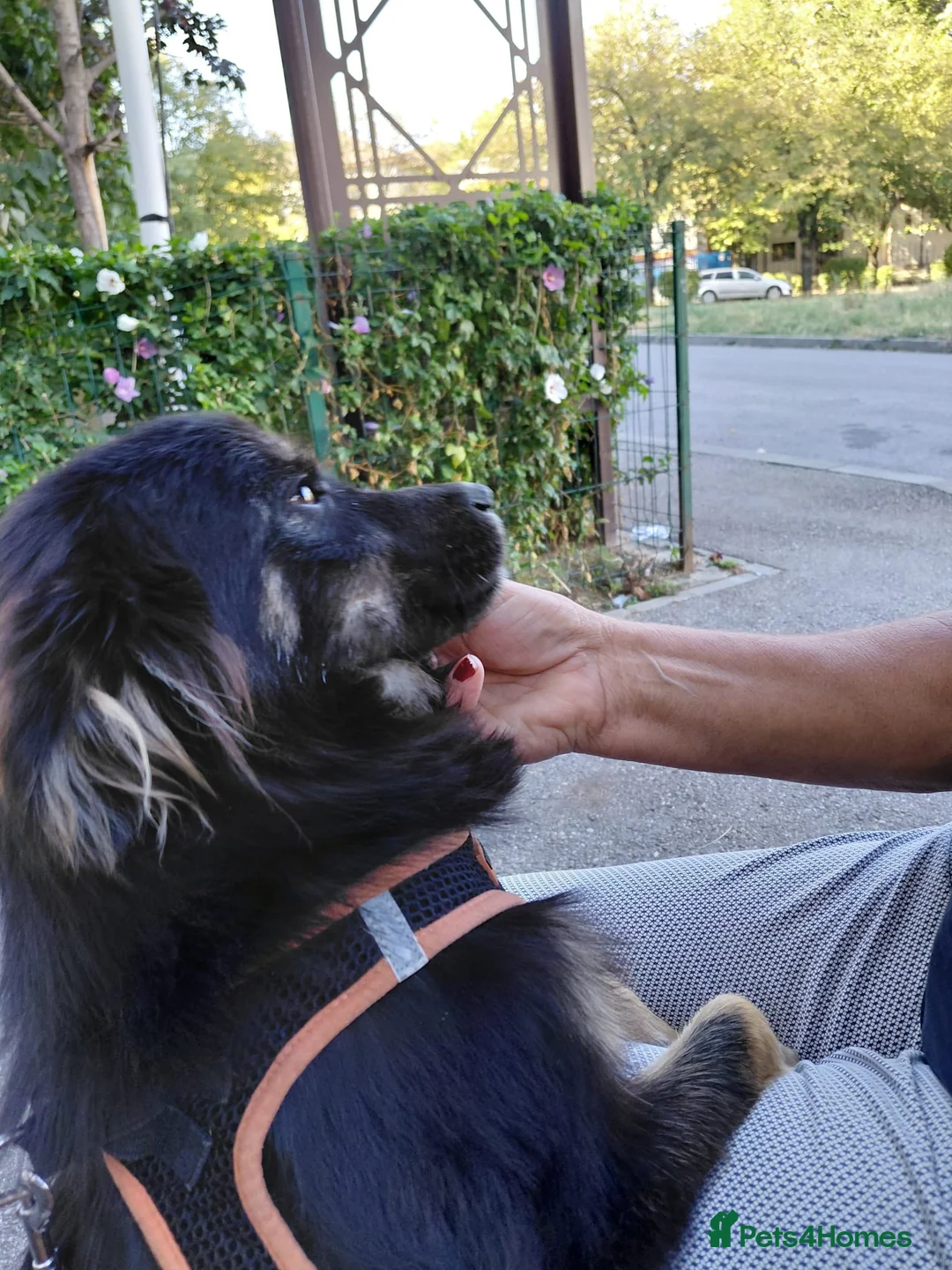 Mixed Breed dogs for adoption: ROBY, a superb puppy boy - for a Loving Home  - Advert 25