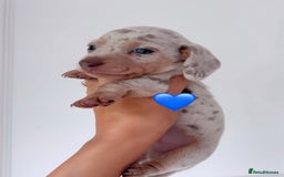 Miniature Dachshund dogs for sale: Stunning KC true miniature dachshund puppies - Image 1