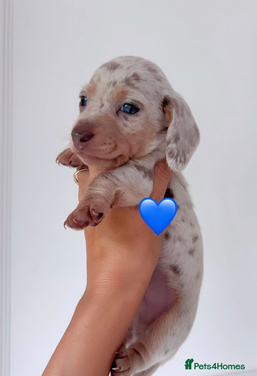 Miniature Dachshund dogs for sale: Stunning KC true miniature dachshund puppies - Image 1