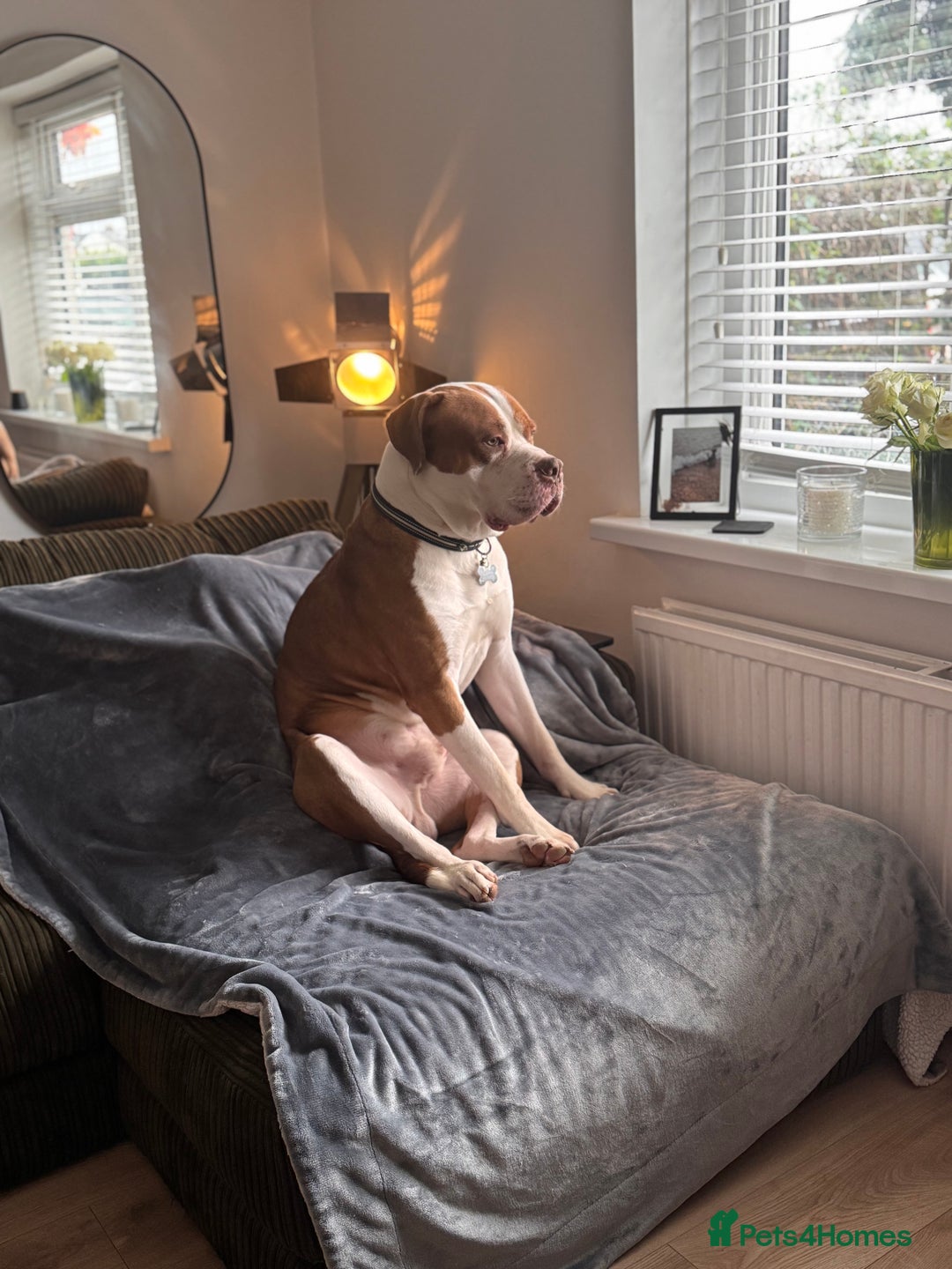 Mixed Breed dogs for sale: Boysie - Advert 5