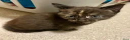 Mixed Breed cats for sale: Gorgeous kittens - Advert 6