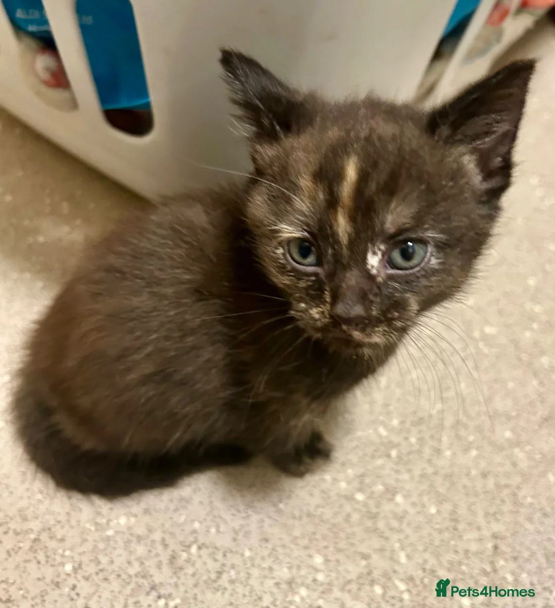 Mixed Breed cats for sale: Gorgeous kittens - Advert 6