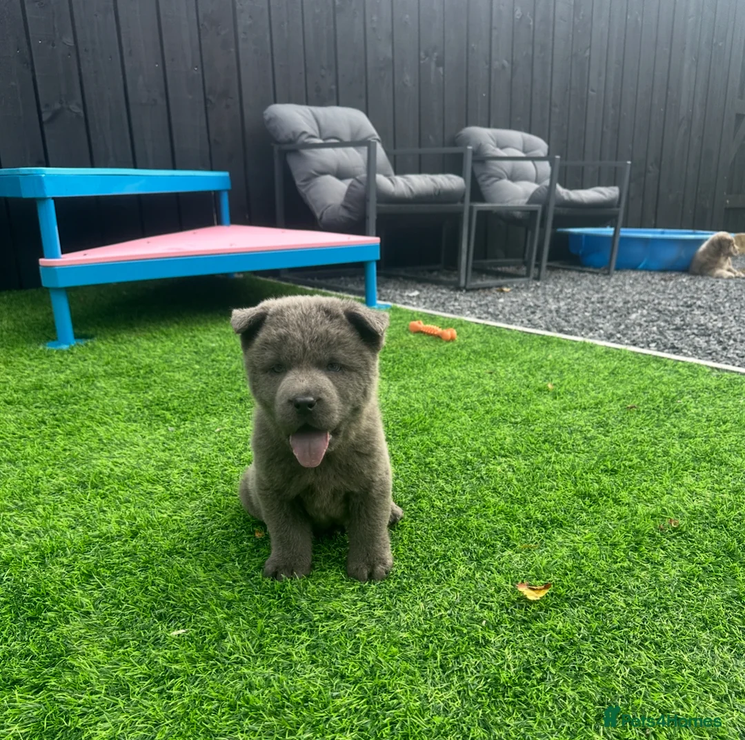 Chow Chow dogs for sale: Stunning exotic colour chowski puppies for sale  - Advert 39