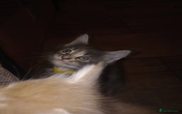 Maine Coon cats for sale: I have Beautiful healthy maicoon XL  - Image 25