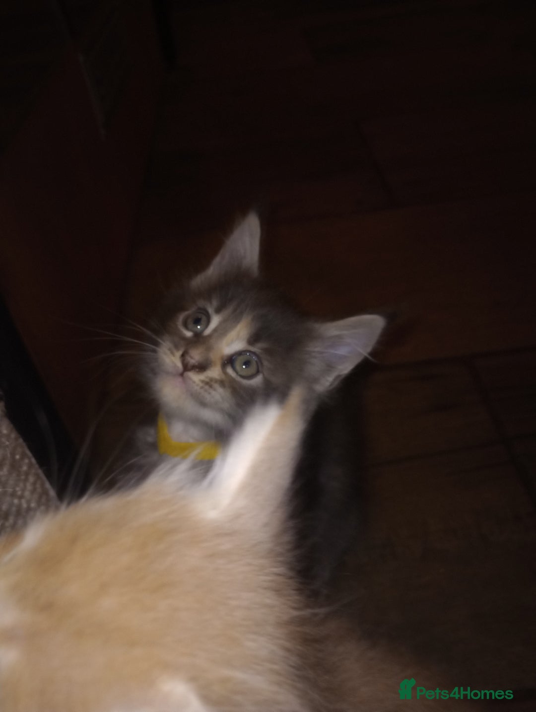 Maine Coon cats for sale: I have Beautiful healthy maicoon XL  - Image 25