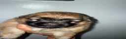 Mixed Breed dogs for sale: Pom / Terrier in Blackpool - Advert 5