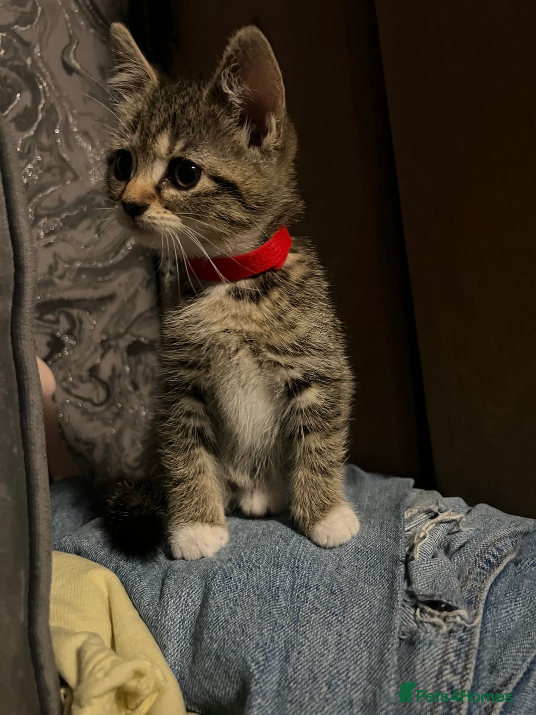 Mixed Breed cats for sale: Kittens  - Image 4