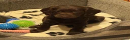 Cockapoo dogs for sale: F1b Cockapoo Puppies, Forever Home Ready 🐕‍🦺🐾 - Advert 5